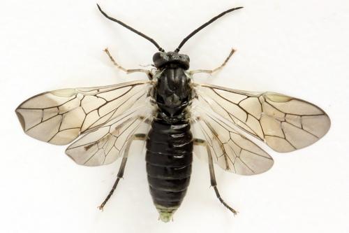 Euura humeralis