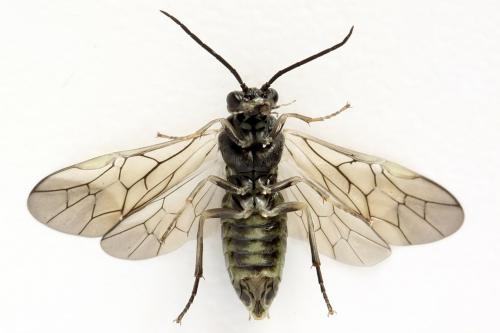 Euura humeralis