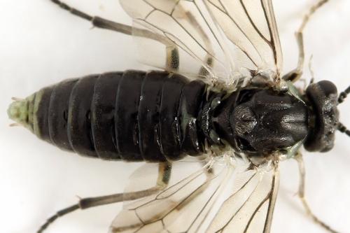 Euura humeralis