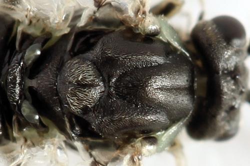 Euura humeralis