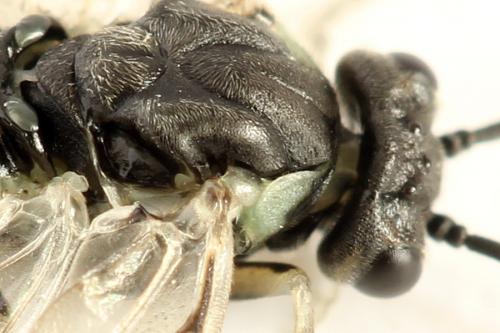 Euura humeralis
