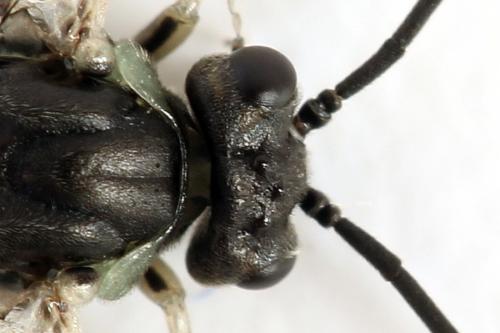 Euura humeralis