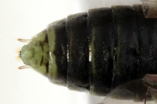 Euura humeralis