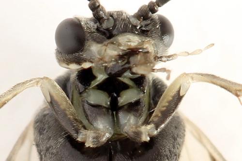 Euura humeralis