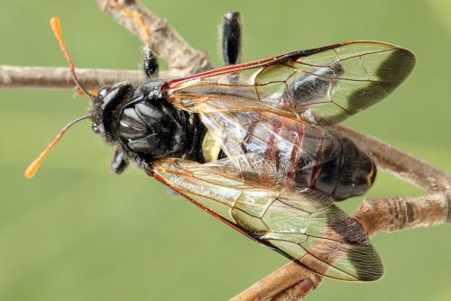 Réf. 278 640 : Cimbex femoratus