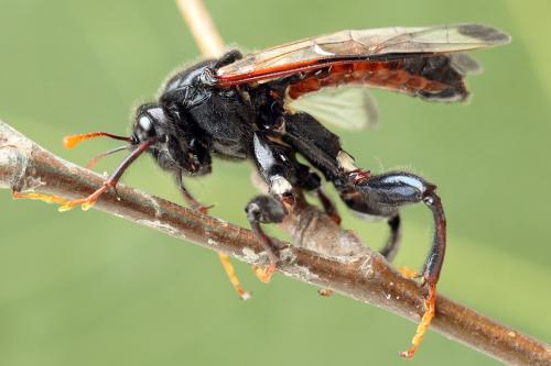 Réf. 278 639 : Cimbex femoratus