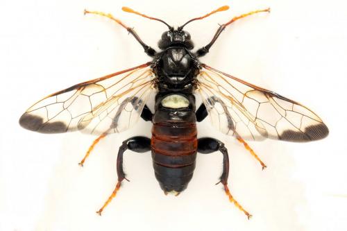 Réf. 278 641 : Cimbex femoratus