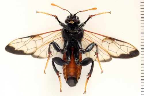Cimbex femoratus