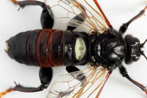 Réf. 278 644 : Cimbex femoratus