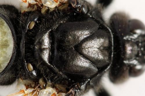 Cimbex femoratus
