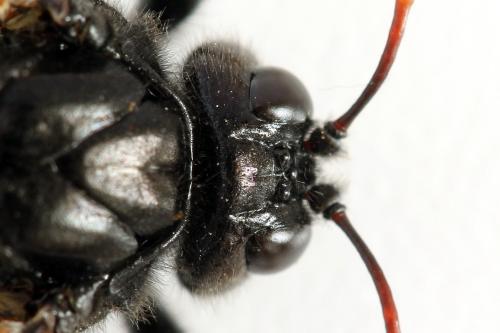 Réf. 278 646 : Cimbex femoratus