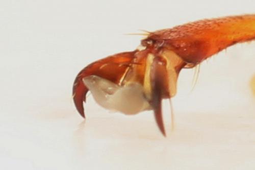 Cimbex femoratus