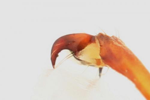 Cimbex femoratus
