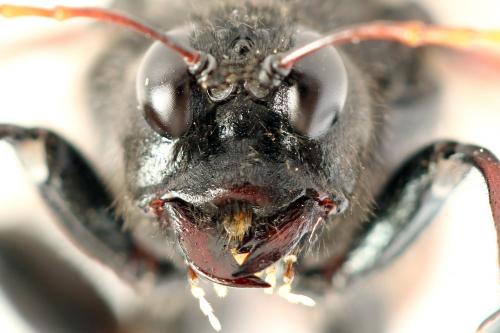 Réf. 278 649 : Cimbex femoratus
