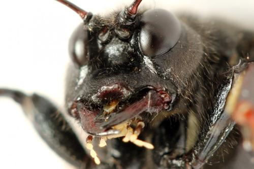 Réf. 278 650 : Cimbex femoratus