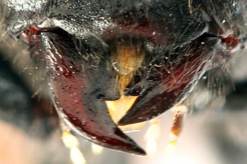 Réf. 278 651 : Cimbex femoratus