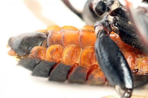 Réf. 278 652 : Cimbex femoratus