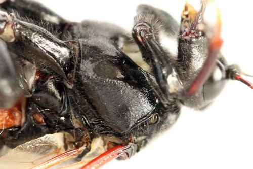 Réf. 278 653 : Cimbex femoratus