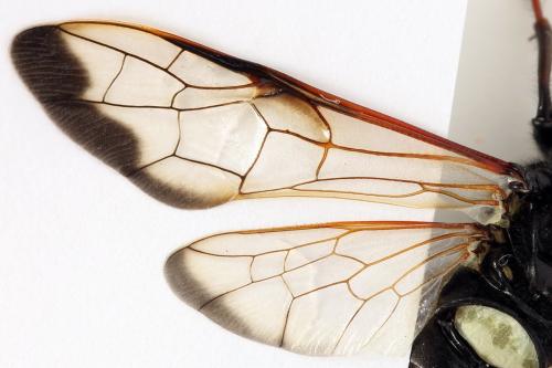 Réf. 278 654 : Cimbex femoratus