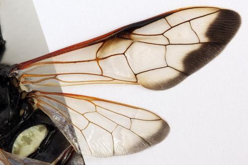 Cimbex femoratus