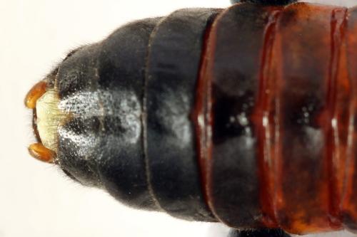 Réf. 278 657 : Cimbex femoratus