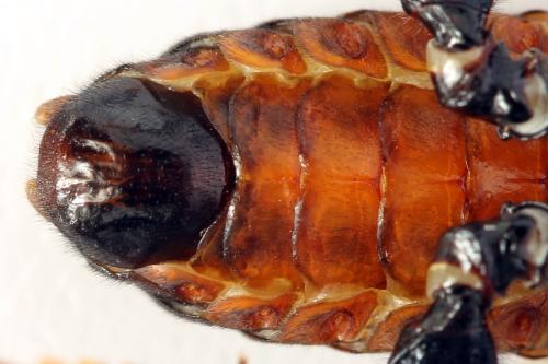 Réf. 278 658 : Cimbex femoratus
