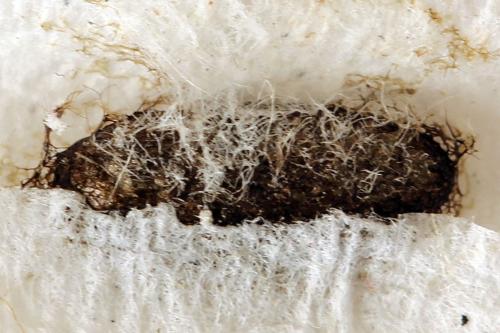 Réf. 278 336 : Euura oligospila