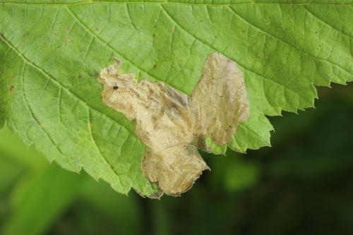 Metallus pumilus