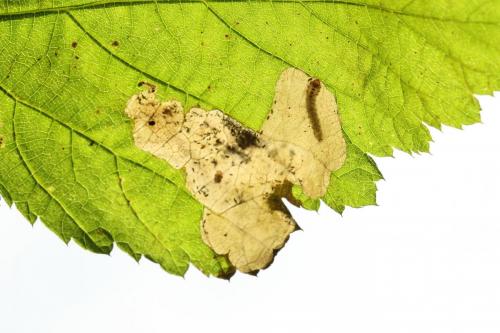 Metallus pumilus