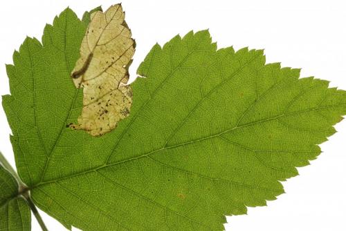 Metallus pumilus