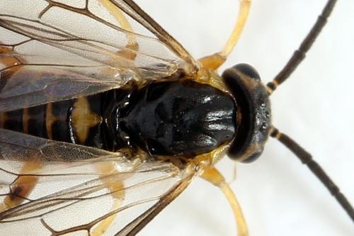 Réf. 278 808 : Pristiphora sp.