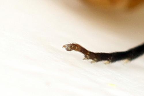 Réf. 278 812 : Pristiphora sp.