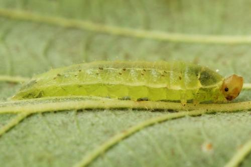 Platycampus luridiventris