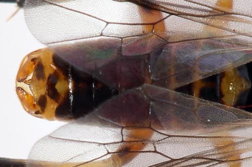 Réf. 278 817 : Pristiphora sp.