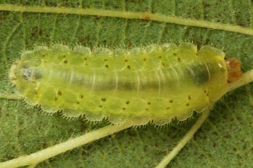 Platycampus luridiventris