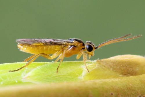 Réf. 278 337 : Euura oligospila