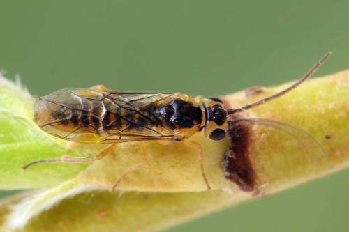 Réf. 278 338 : Euura oligospila