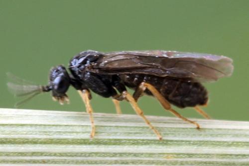 Fenusa ewaldi