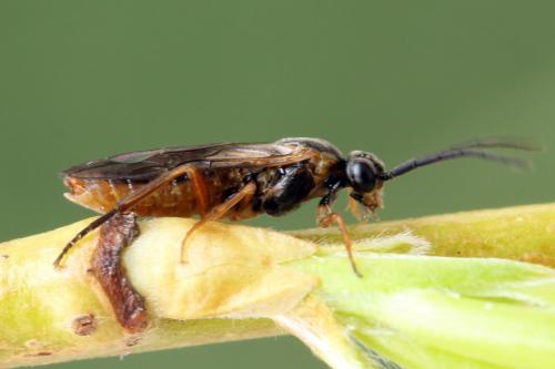 Réf. 278 708 : Euura punicea