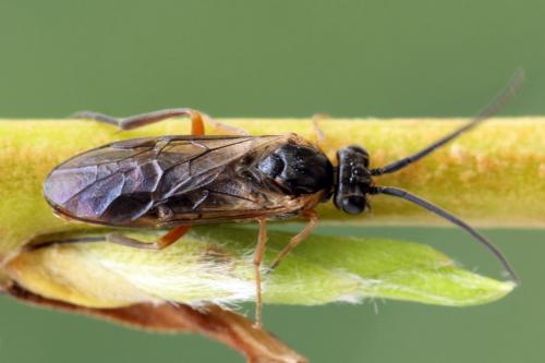 Réf. 278 709 : Euura punicea