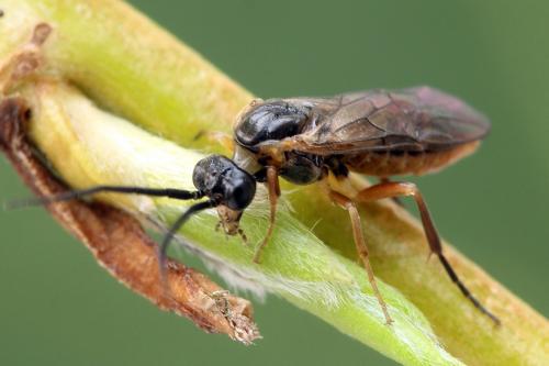 Réf. 278 710 : Euura punicea