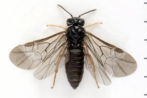 Fenusa ewaldi