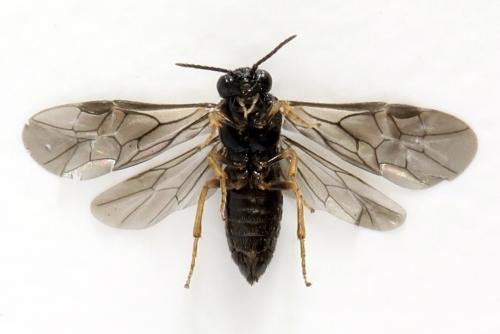 Fenusa ewaldi