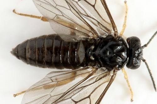 Fenusa ewaldi