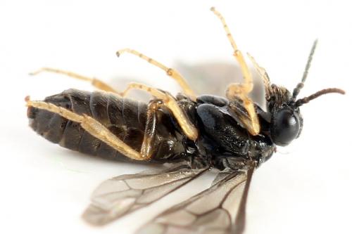 Réf. 278 220 : Fenusa ewaldi
