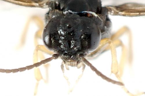 Fenusa ewaldi