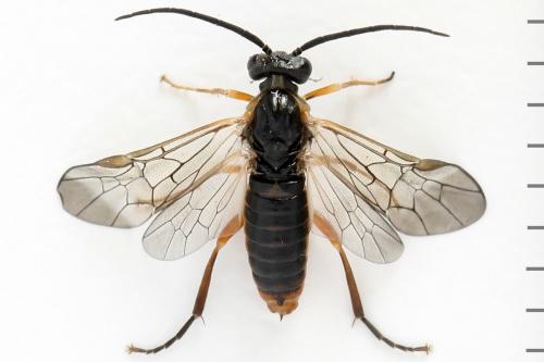 Réf. 278 711 : Euura punicea