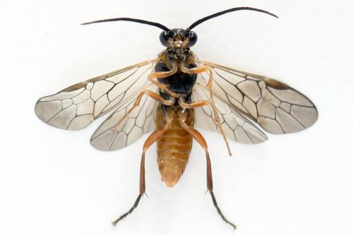 Réf. 278 712 : Euura punicea