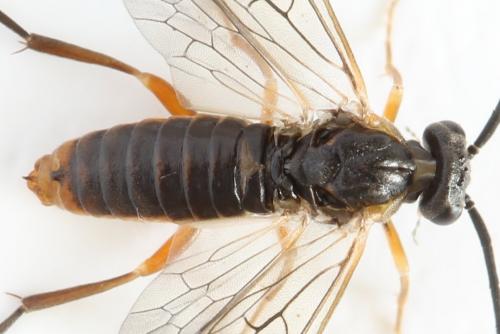 Réf. 278 713 : Euura punicea