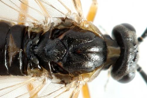 Réf. 278 714 : Euura punicea